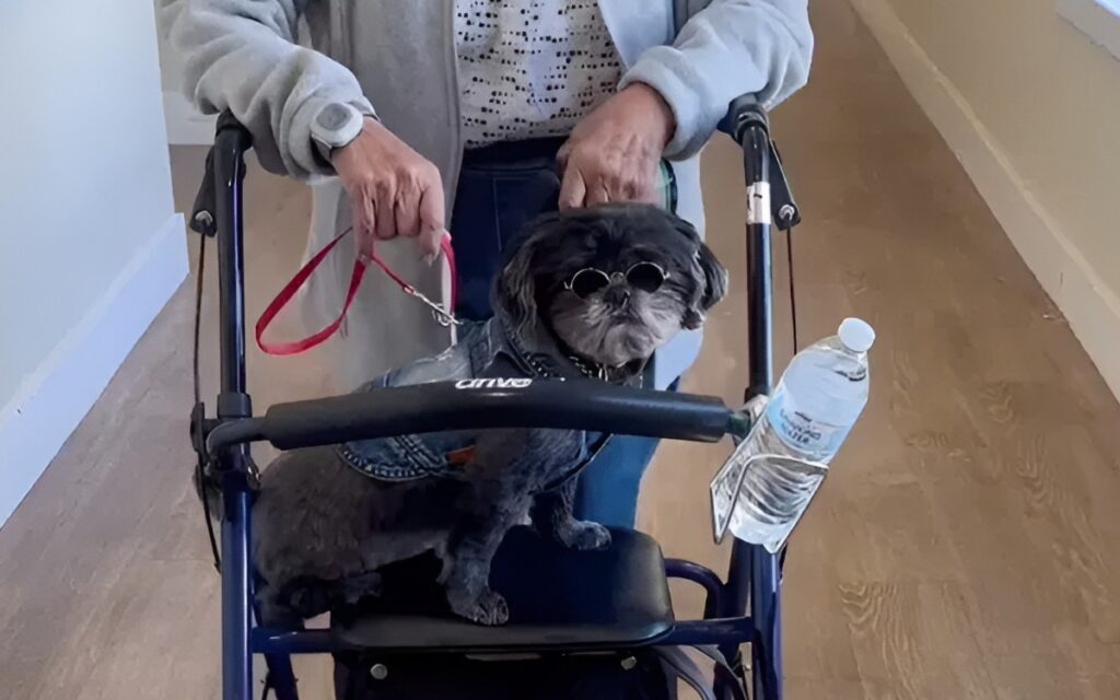 The Philomena | Community dog, Chewy