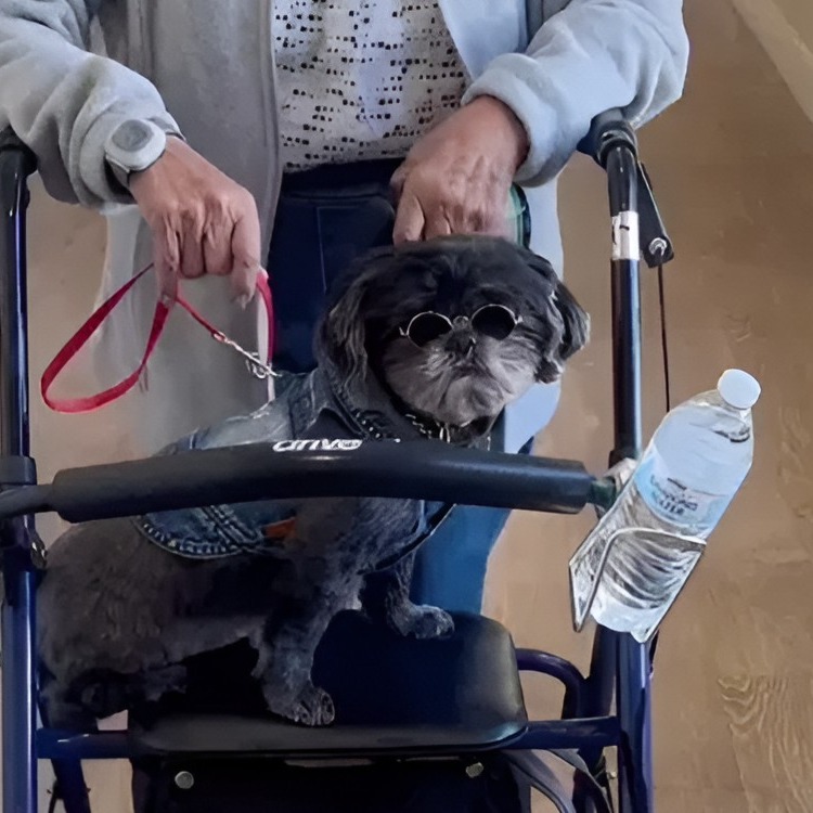 The Philomena | Community dog, Chewy